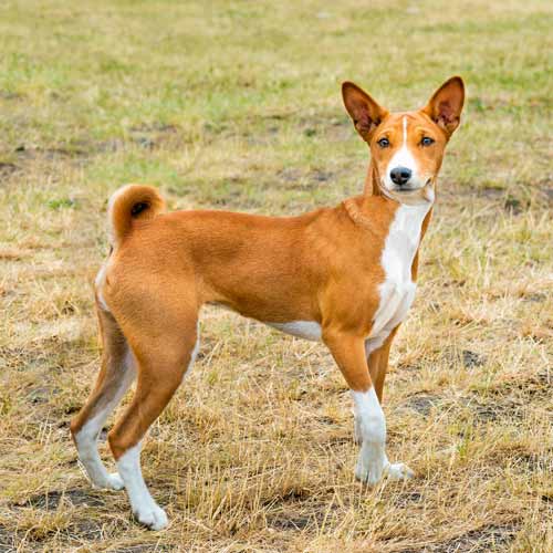 perro basenji