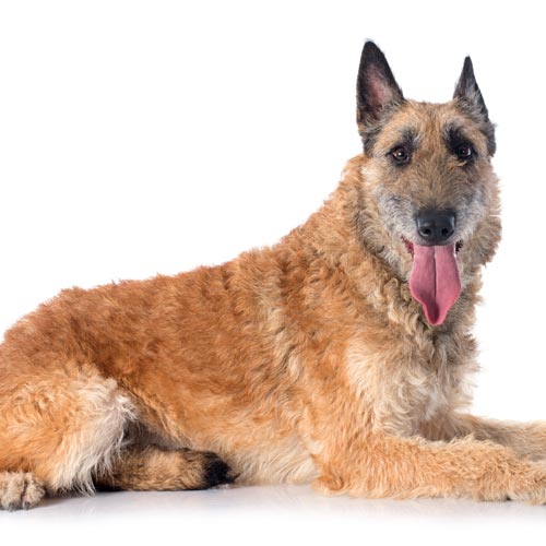 Perro laekenois