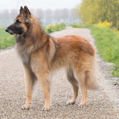 Perro Tervuren