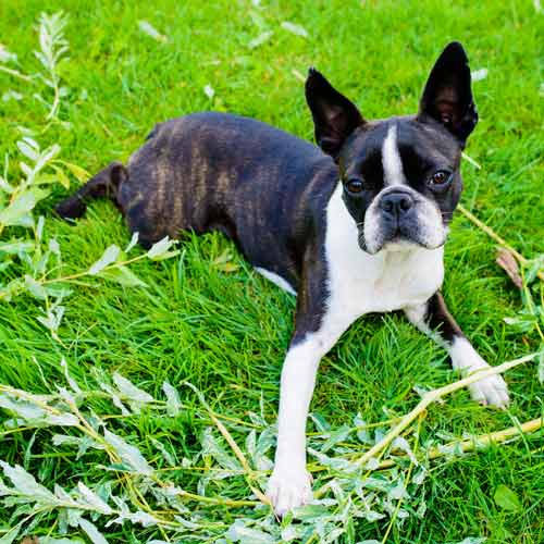 perro bostonterrier