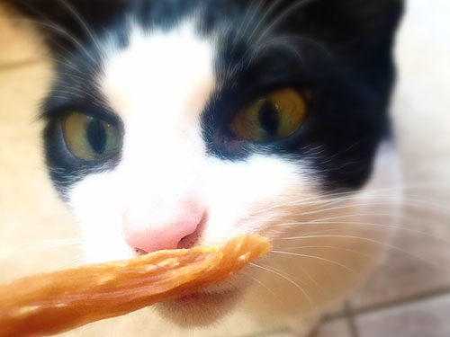 pollo casero para gato