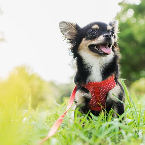Perro Chihuahua