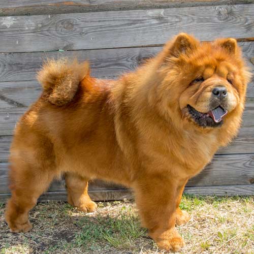 chow chow