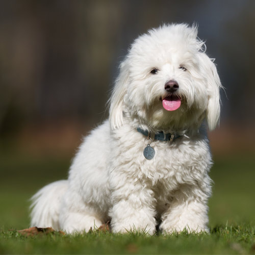 Perro Coton du Tulear