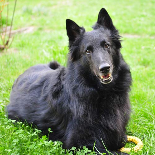 Perro groenendael