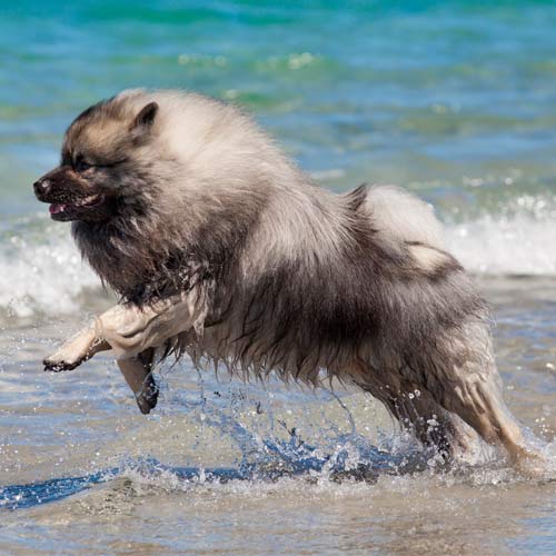 perro salchicha