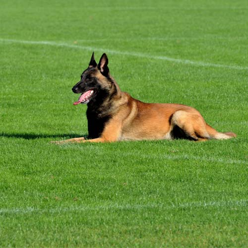 Perro Malinois