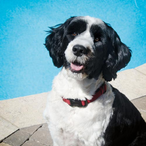 perro de agua