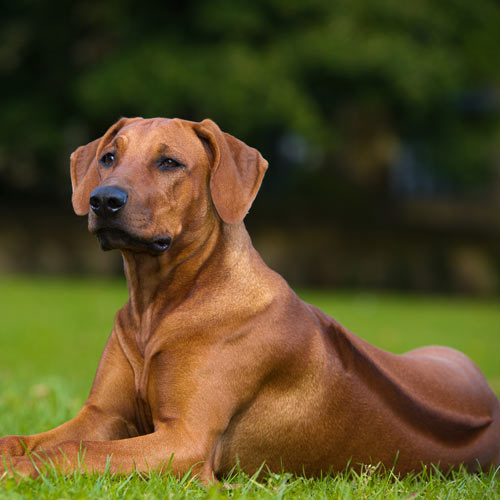 Perro Crestado Rodesiano