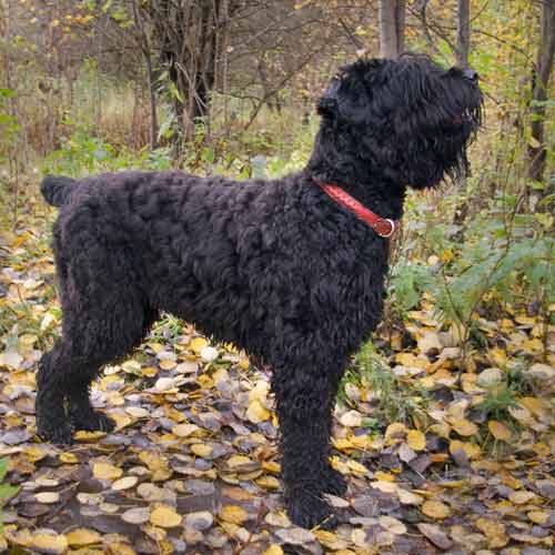 terrier negro ruso
