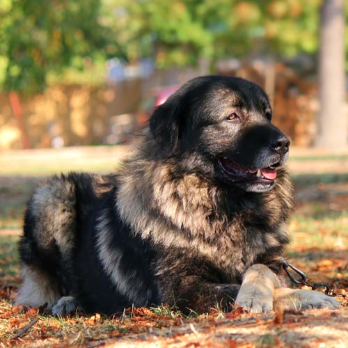perro pastor yugoslavo