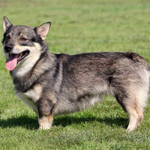 vallhund sueco