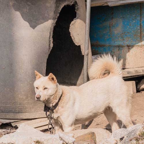 Jindo del Corea del Sur